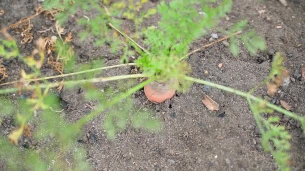 Large Carrot Grows Soil Close Smooth Camera Movement High Quality — Stockvideo