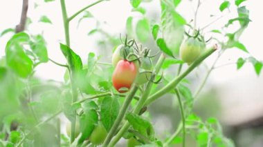 Juicy red tomato of small size grows close-up on a blurred background. Growing homemade tomatoes in the garden. Smooth parallax. High quality FullHD footage