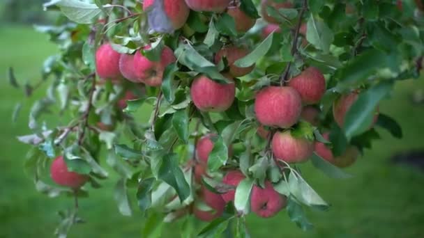庭の木の近くに赤いリンゴの豊富な収穫 背景がぼやけている果物を栽培している手入れの行き届いたリンゴ園 滑らかなカメラの動き 高品質のフルHd映像 — ストック動画