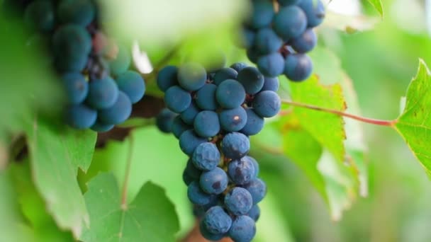 Blue Frozen Grapes Shriveled Berries Grow Vineyard Close High Quality — Video Stock