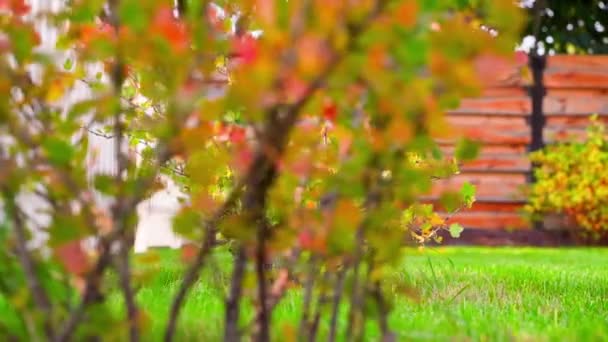 Gooseberry Bush Grows Bright Green Lawn White Wooden Fence Smooth — Vídeo de Stock