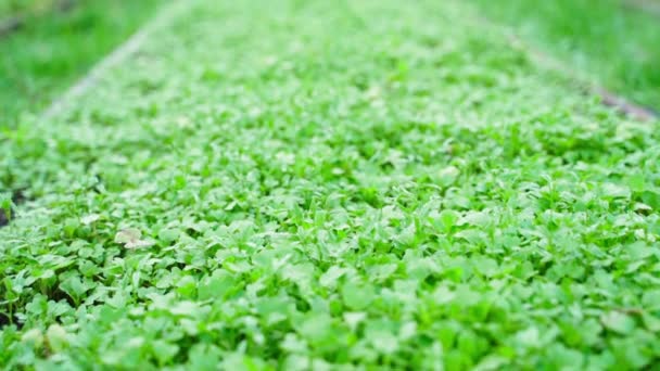 白いマスタードは緑の肥料として庭中に植えられています 庭の土壌を保護し 改善するために庭の緑肥の使用 緑の葉の上に滑らかなカメラの動きを閉じる — ストック動画