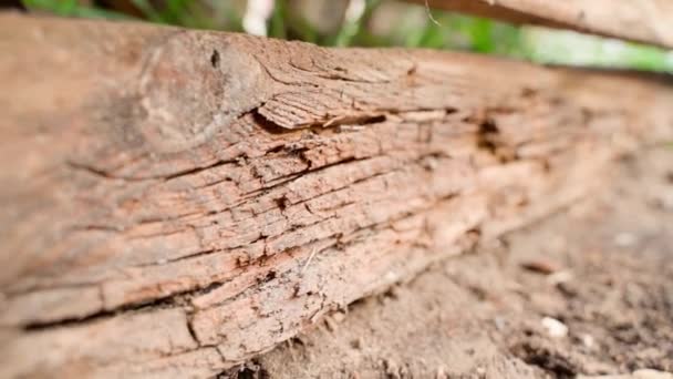 Decayed Destroyed Wood Close Smooth Camera Movement High Quality Fullhd — Stockvideo