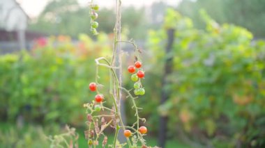 Tall bush with growing red cherry tomatoes close-up on a blurred background. Beautiful solar parallax in the garden in autumn. High quality FullHD footage