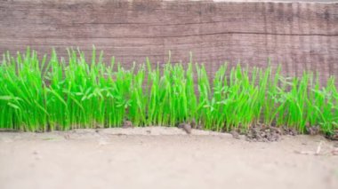 Green juicy grass sprouted through concrete close-up. Saturated grass sprouts in dew drops on the background of a wooden board, smooth camera movement. Spring plants wake up after winter. High quality