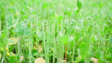 Beveled white mustard in the vegetable garden close-up. Smooth camera movement over a garden bed with sown green manure. High quality FullHD footage