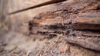 Destroyed wooden board in the ground close-up. Smooth slow motion of the camera along the rotten board. High quality FullHD footage