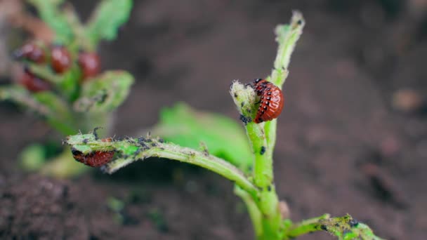 Colorado Potato Beetle Larvae Eating Young Potato Sprouts Close Blurred — Stock Video