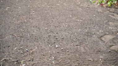 Plowed flat garden soil after harvesting in autumn. Smooth camera movement over the ground. High quality FullHD footage