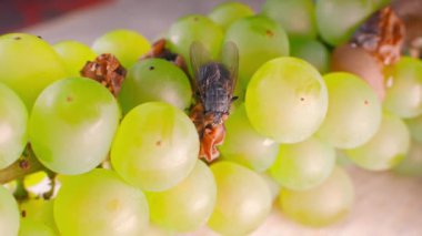 Fly and spoiled fruits close-up. Black housefly eating rotten yellow grapes. High quality 4k footage