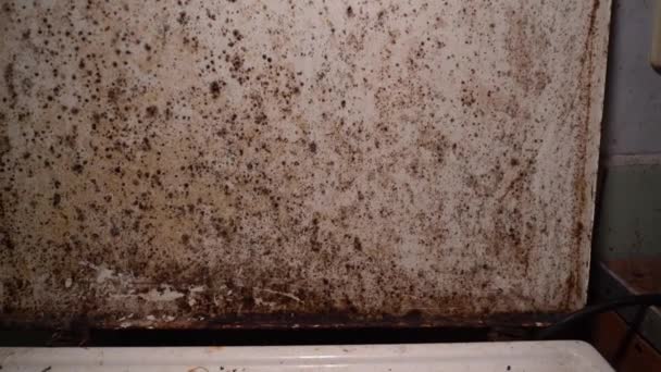 Old Electric Stove Mouse Droppings Mold Close Dirt Rat Poop — Vídeos de Stock
