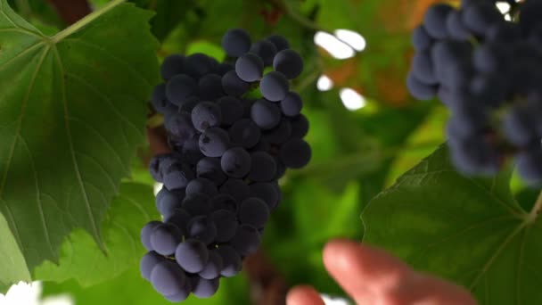 Hand Cuts Blue Grapes Secateurs Vineyard Close Harvesting Ripe Grapes — Video Stock