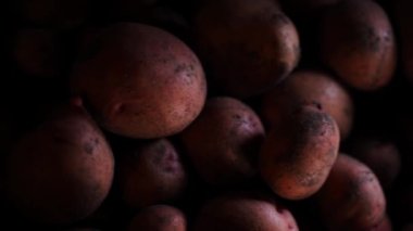 One hundred dollars on crates of potatoes in the basement. Lots of red potatoes and cash close up. High quality FullHD footage