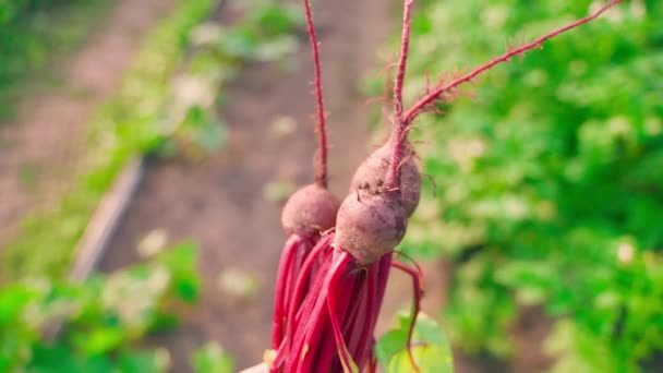First Harvest Young Red Beets Carried Hands Close Backdrop Garden — Vídeos de Stock