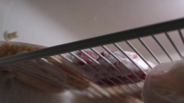 Yarısı boş bir buzdolabı rafı, bir parça et ve mısırla yakın plan. Dondurucuda yiyecek stokları var. Pürüzsüz kamera hareketi. Yüksek kaliteli FullHD görüntüler