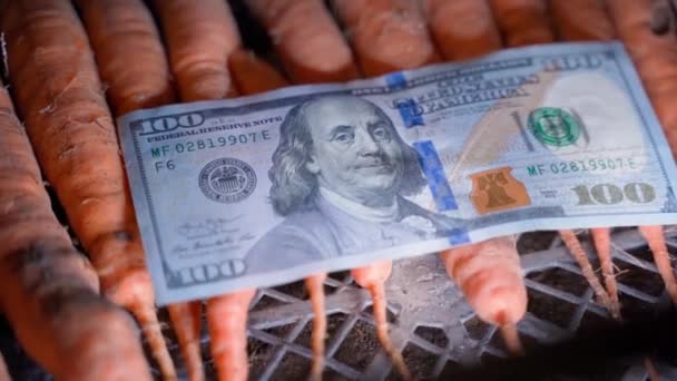 Сто Долларов Лежат Оранжевой Морковке Коробке Крупным Планом Высококачественные Fullhd — стоковое видео