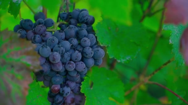 Large Bunch Blue Grapes Drops Grows Vineyard Close Smooth Camera — Video Stock