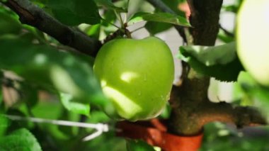 A green growing apple in water drops hangs on a tree close-up, smooth camera zoom. High quality FullHD footage