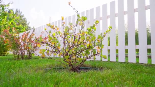 Close Gooseberry Bush Berries Sunny Summer Weather Smooth Parallax Sun — Vídeos de Stock