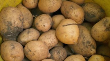 White freshly picked potatoes close-up in a bucket, top view. Harvest of young root crops and vegetables. High quality FullHD footage