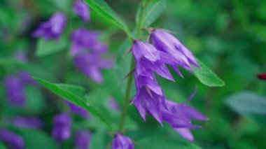 Campanula broad-leaved purple close-up on a blurred background, smooth parallax. Flowers with closed petals in the evening. High quality FullHD footage