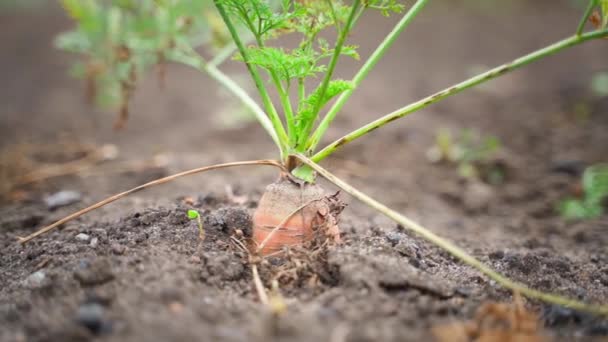 Zanahoria Creciendo Suelo Cerca Sobre Fondo Borroso Suave Paralaje Imágenes — Vídeo de stock