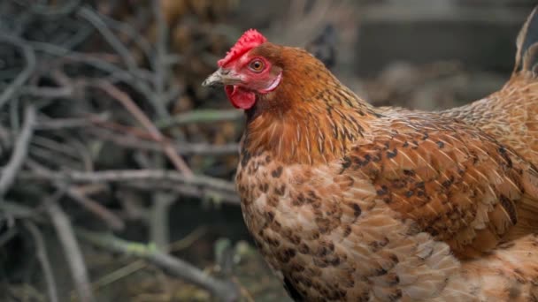 鶏の茶色の羽を屋外のクローズアップぼやけた背景にあります 高品質のフルHd映像 — ストック動画