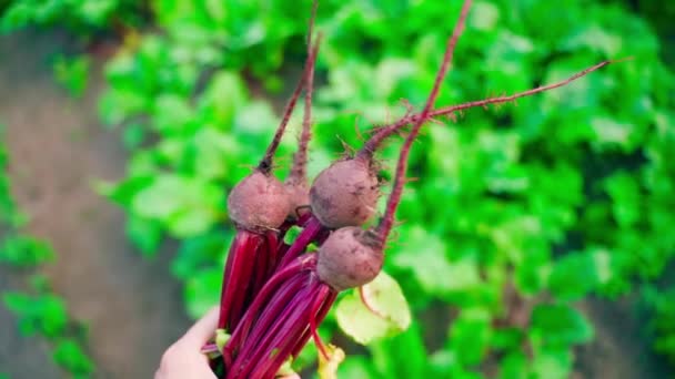 Young Harvest Home Grown Red Beets Close Blurred Background Hand — Stock video