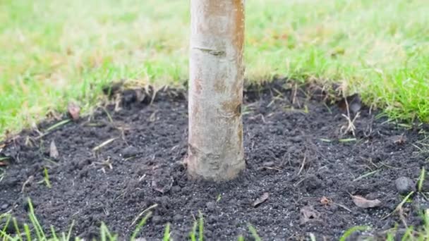 若い木の幹の周りの土は流動し 超リン酸肥料で振りかけられます 秋の手入れの行き届いた庭 冬のための土壌準備 — ストック動画