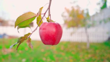 A juicy red apple hangs on a branch in autumn close-up on a blurred background. Central composition, autumn garden with fruit trees. Smooth parallax. High quality FullHD footage