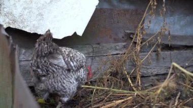 Spotted chicken digs in a compost heap close-up. High quality FullHD footage