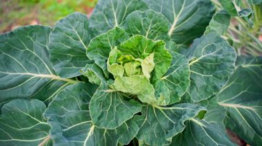 Brussels sprouts stalk in the vegetable garden in autumn close-up, top view. Smooth camera movement. High quality FullHD footage