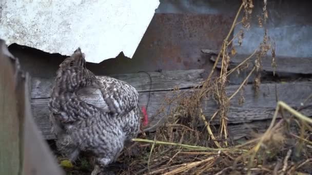 Spotted Chicken Digs Compost Heap Close High Quality Fullhd Footage — Stockvideo