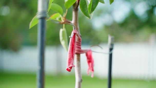 Thin Trunk Young Tree Tied Rope Pegs Close Blurred Background — Stock Video