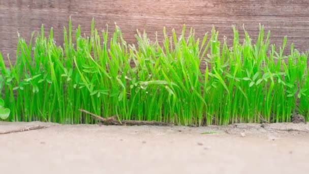 Juicy Green Grass Dew Drops Tips Close Background Wooden Board — Stockvideo