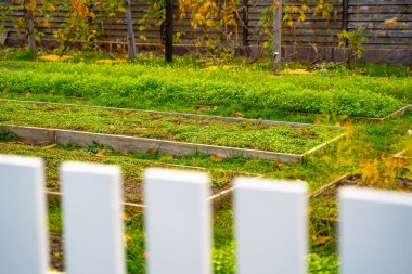 Neat rectangular garden beds with growing young white mustard green manure. Pleasant autumn evening in the home garden