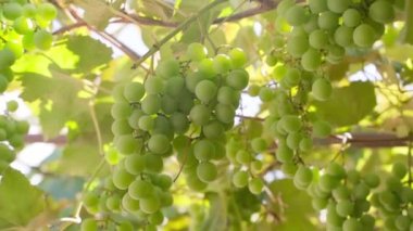 Large clusters of green grapes hang on the vines of a vineyard in sunny weather close-up. Smooth camera movement and sun flare. High quality FullHD footage