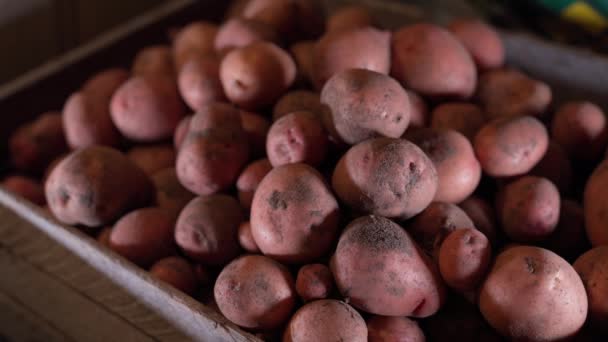 Купить Красную Картошку Подвала Наличные Дорого Оптовая Закупка Домашних Овощей — стоковое видео