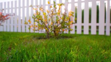 Well-groomed summer lawn of a green lawn with bushes of gooseberries and currants. Autumn sunset in the garden with cut grass and berry bushes. High quality FullHD footage