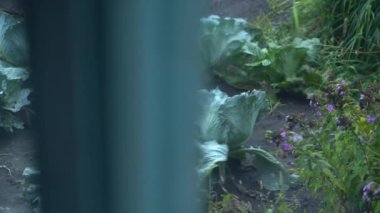Garden bed with growing white cabbage in the evening outside the window. High quality FullHD footage