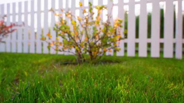 Well Groomed Summer Lawn Green Lawn Bushes Gooseberries Currants Autumn — Vídeos de Stock