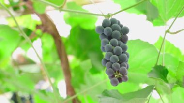 I cut a bunch of blue grapes with a pruner and take it with my hand from the vineyard, close-up. High quality 4k footage