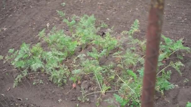 Una Cama Con Zanahorias Crecimiento Detrás Una Cerca Eslabones Cadena — Vídeo de stock