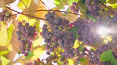 Fertile vineyard with bunches of red grapes on a warm summer day, sun exposure. Smooth camera movement. High quality FullHD footage
