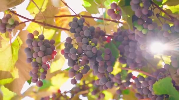 Fertile Vineyard Bunches Red Grapes Warm Summer Day Sun Exposure — Video Stock