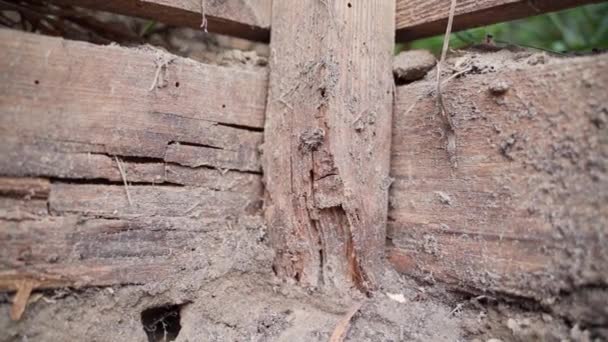 Wooden Planks Rotted Ground Close High Quality Fullhd Footage — Stock video