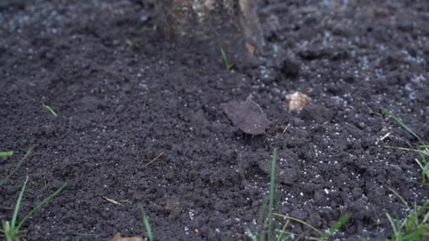 Hands Blue Rubber Gloves Mix Tree Soil Superphosphate Fertilizer Feeding — kuvapankkivideo