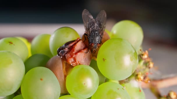 Μια Μύγα Τρέφεται Χαλασμένα Σταφύλια Από Κοντά Υψηλής Ποιότητας Πλάνα — Αρχείο Βίντεο