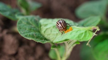 The process of laying eggs by the Colorado potato beetle on a potato leaf close-up. Beetle pest lays orange eggs on an agricultural plant. High quality 4k footage