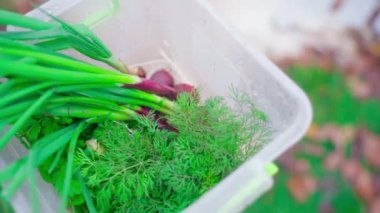 Fresh young harvest of green onions and dill is carried close-up on a blurred background. Greens grown in the home garden. Autumn vegetables from the vegetable garden. High quality FullHD footage